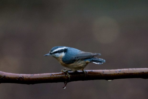 Red-breasted Nuthatch Sitta Canadensis